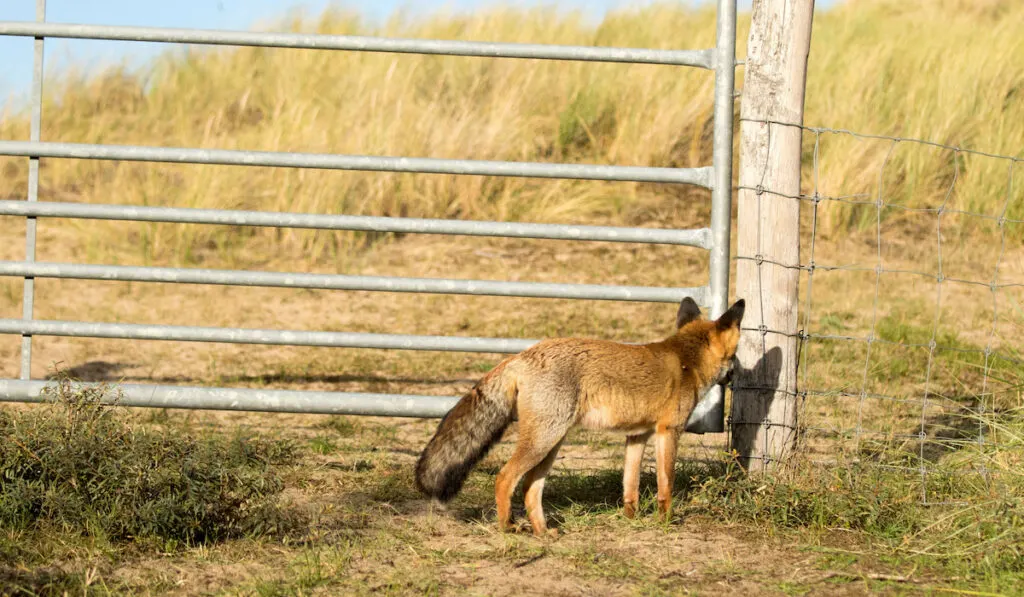 Red fox standing in front of a metal fence on the farm