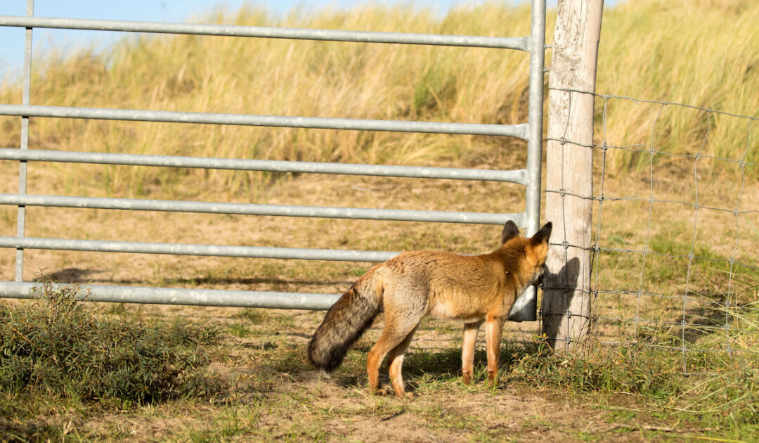 9 Tips for Keeping Your Ducks Safe From Predators Farmhouse Guide