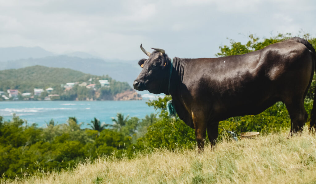 Side view of Massive black bull on Caribbean hill 