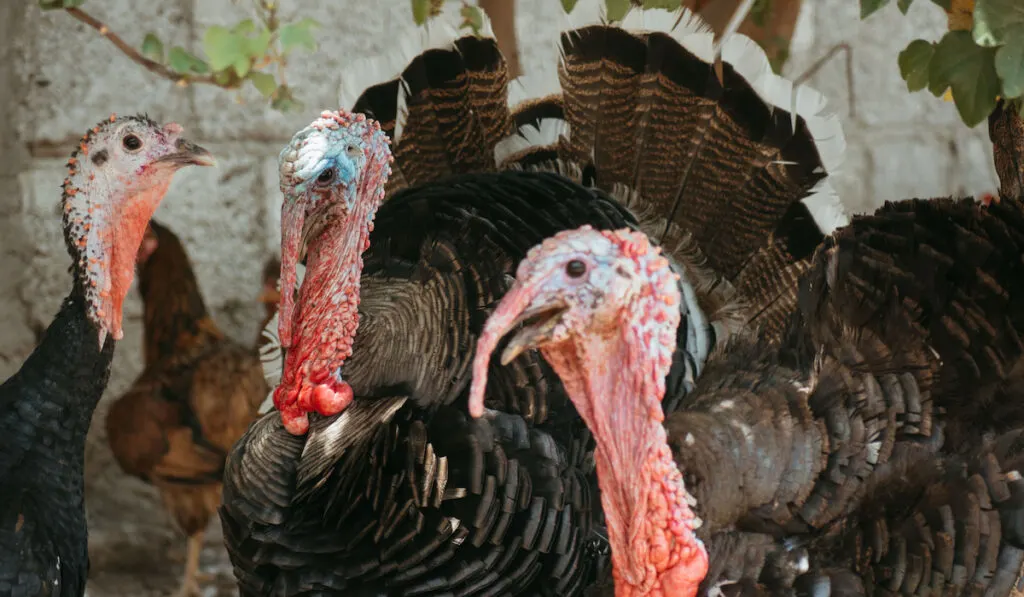 Three bronze turkeys roaming in barnyard 