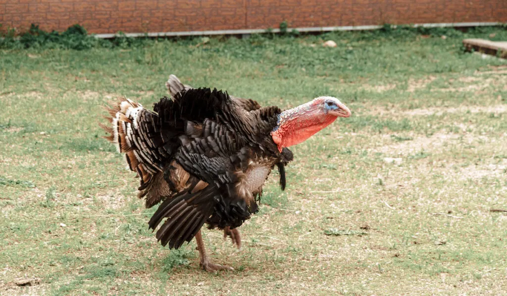 Turkey walks on the green grass on the farm.
