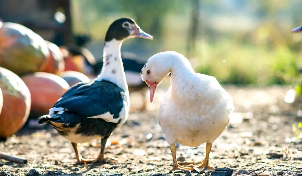 Two ducks foraging in the backyard