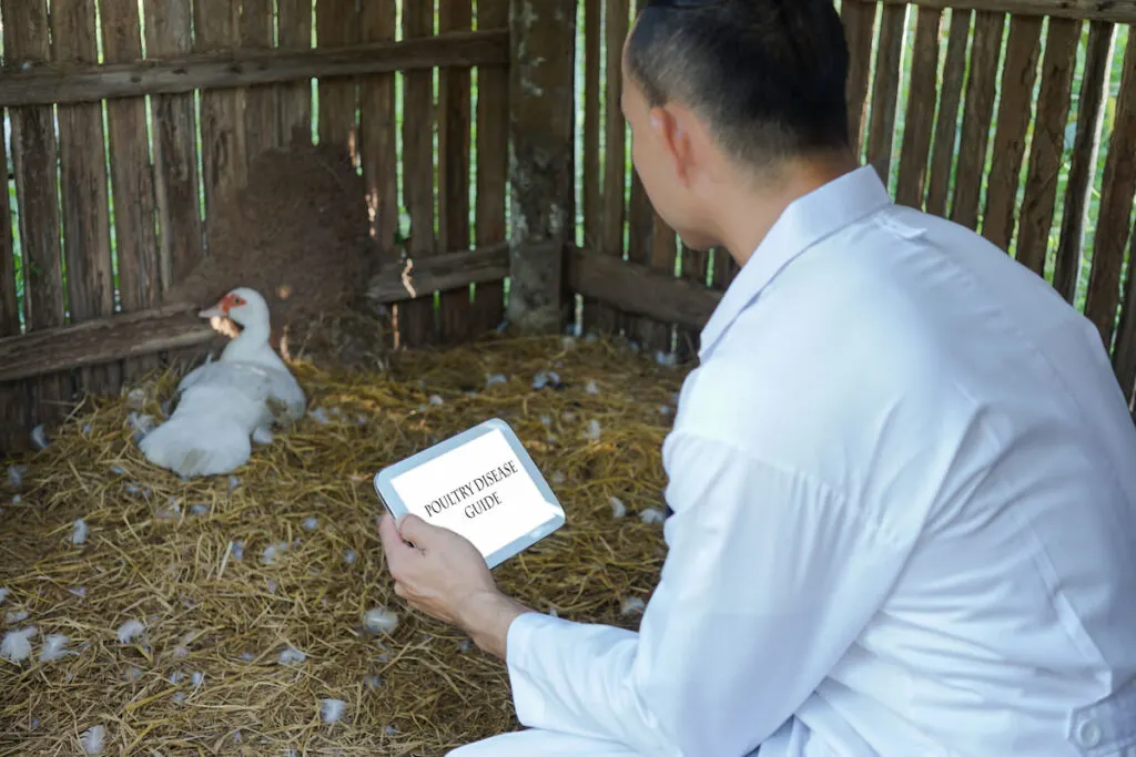 Veterinarian with his tablet checking a duck in a pen for poultry disease control 