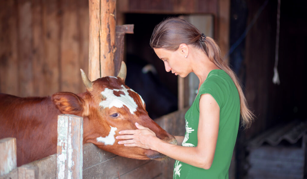 Woman in green shirt petting her brown and white cow inside wooden farm fence