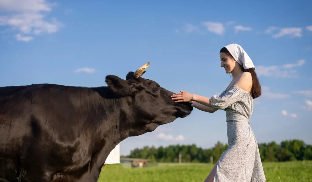 Young girl in dress with handkerchief on her head strokes a black large cow on the farm
