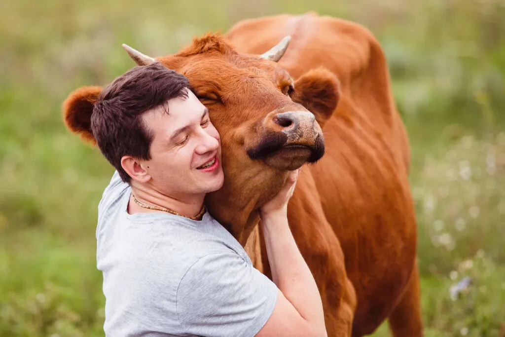 Young man  hugging his brown cow
