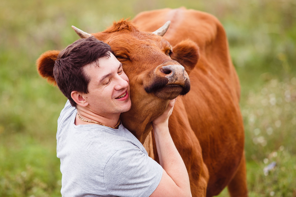 Do Cows Like Music Here s What We Know Farmhouse Guide