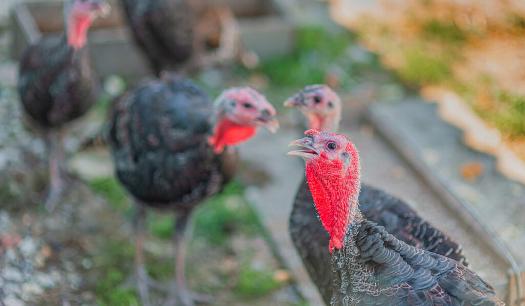Young turkeys on the farm