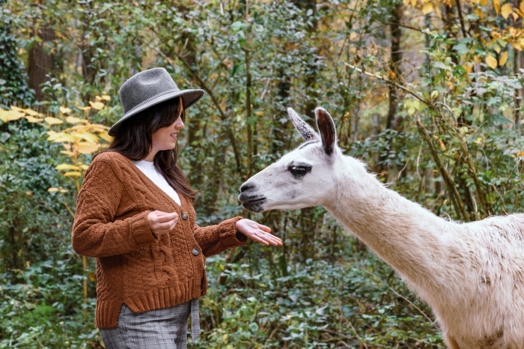 a cute llama being fed by a pregnant woman in the woods 