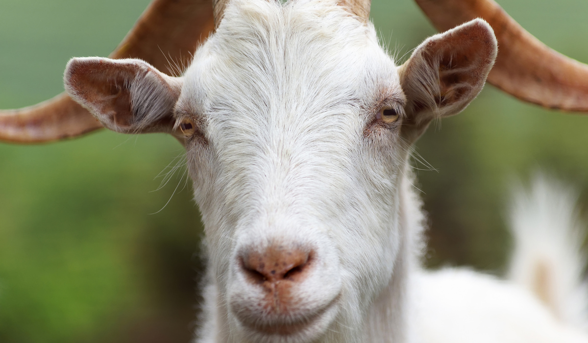 Can Goats Eat Bread