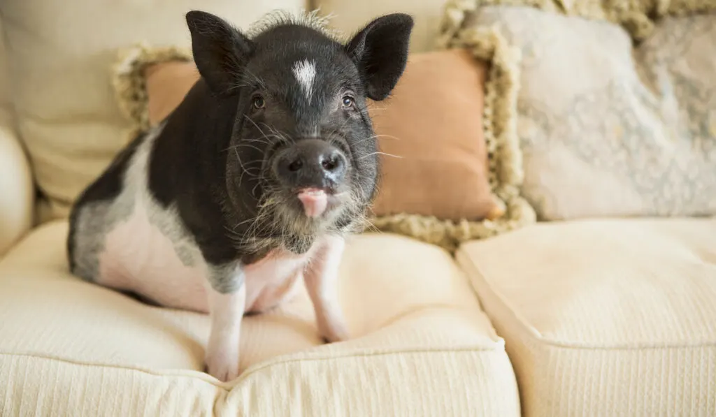 a miniature pot bellied pig sitting on the cushions of a sofa