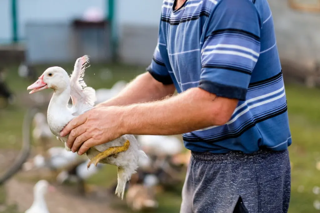 an old man holding a white duck for daily inspection