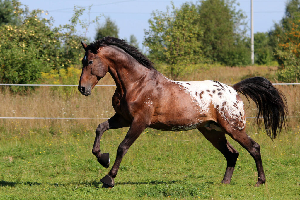 beautiful brown horse with some white spots on the back