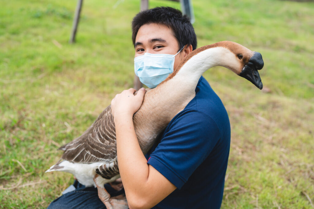 calm brown goose carried by a man sitting on the grass