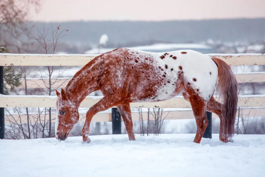 chestnut appaloosa horse in the snow