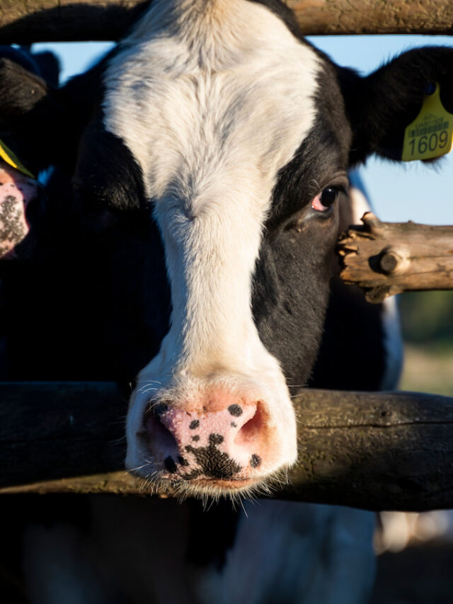Can a Cow Actually Jump a Fence? Farmhouse Guide