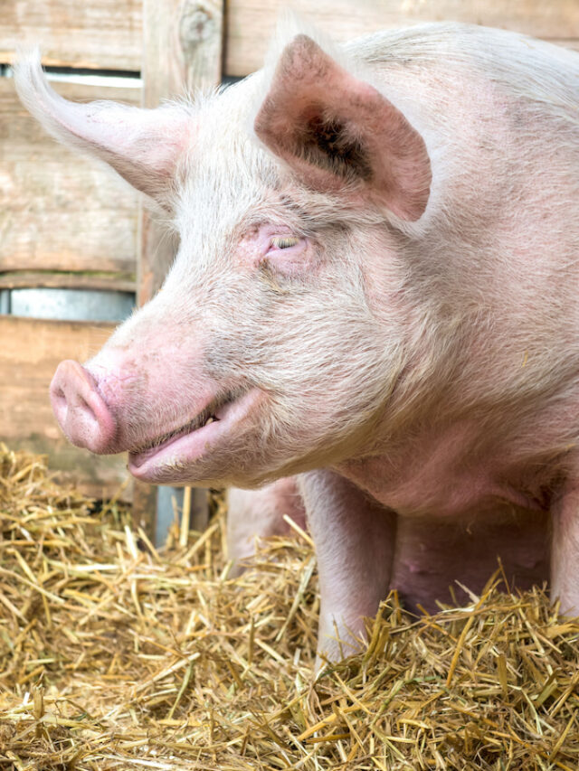 Can Pigs Eat Chicken Feed? Farmhouse Guide