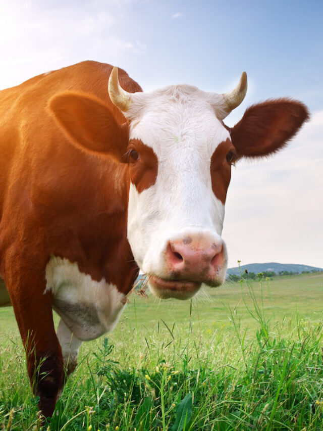 Can Cows Eat Rice? Farmhouse Guide