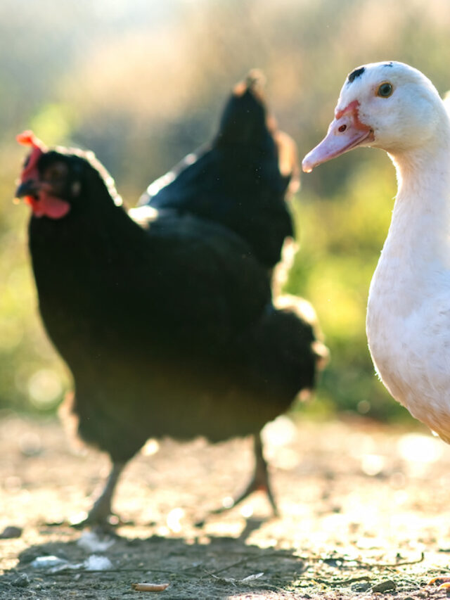 Is it Easier to Raise Chickens or Ducks?