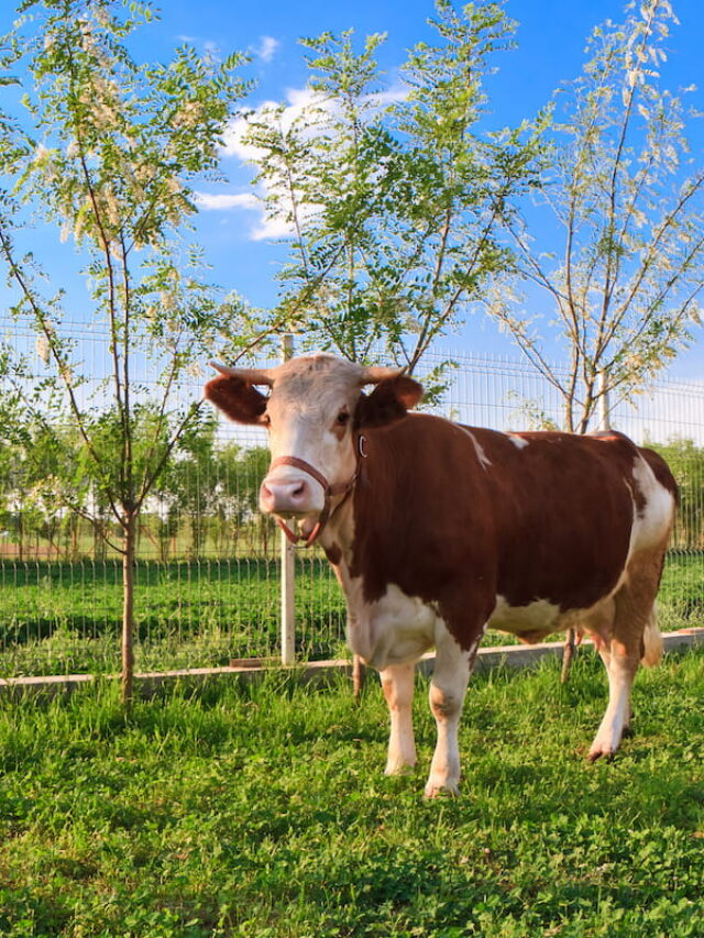 Do Cows Get Sunburned and Four Tips for Giving Your Cattle Shelter