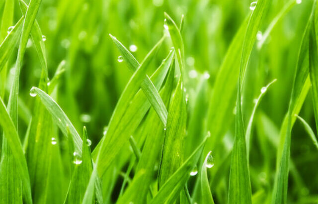 fresh grass with morning dew