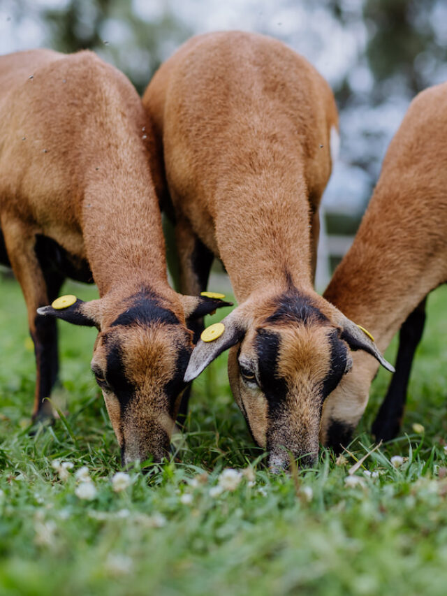 Do Goats Eat Grass? Farmhouse Guide