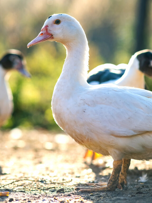 Can Ducks Eat Bread? Farmhouse Guide