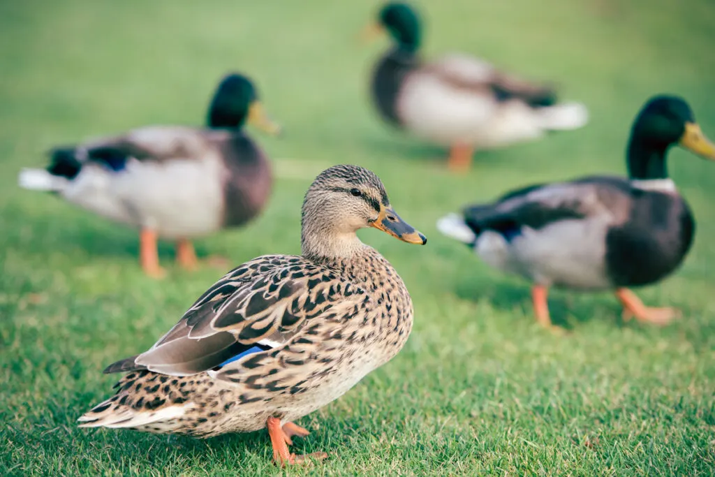 domestic ducks roaming and foraging on a green grass