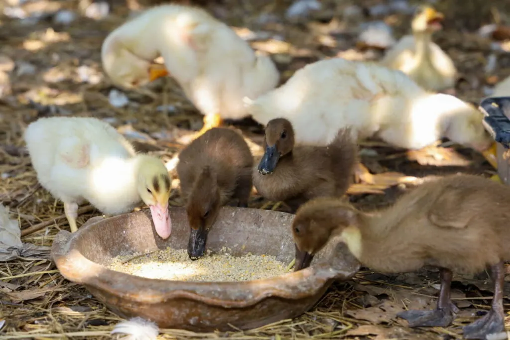 ducks eating in a bowl in the yard 