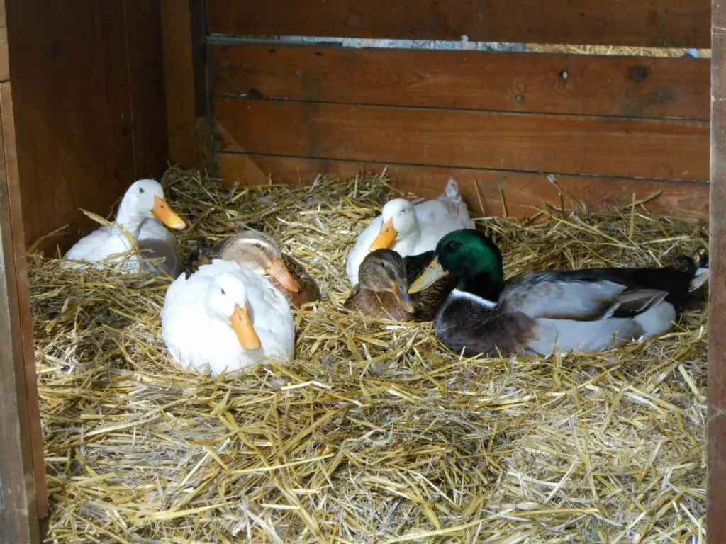 ducks laying inside a duck coop 