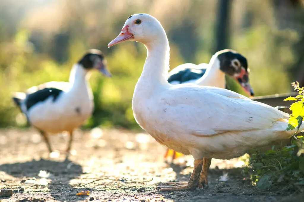 ducks standing under the sun in the yard