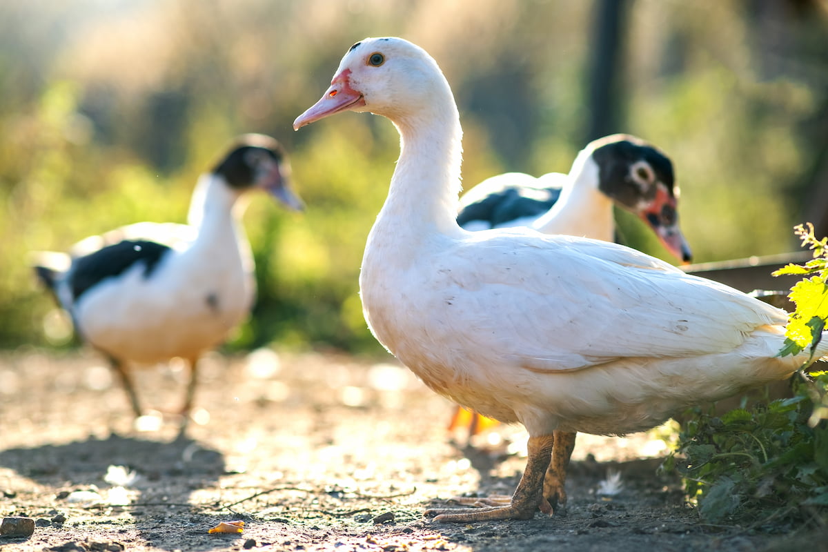 How to Prevent and Control Duck Mites and Lice - Farmhouse Guide