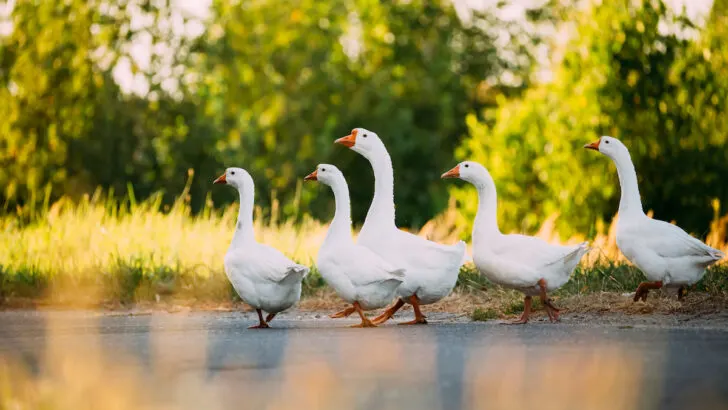 flock of white geese crossing the street on a sunny weather