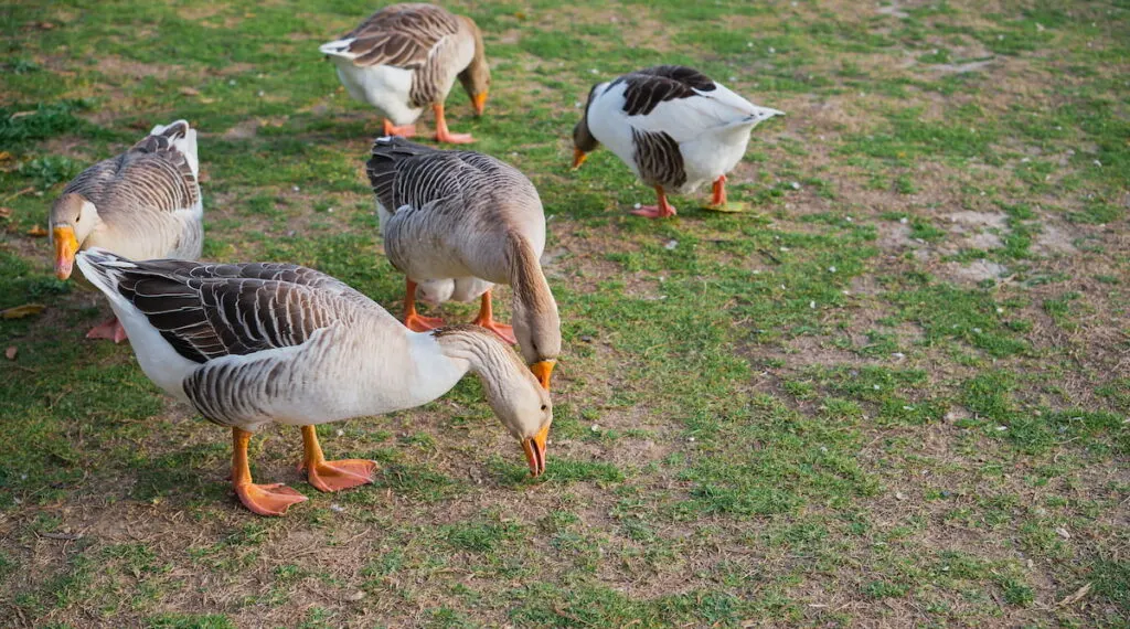 geese grazing on the grass