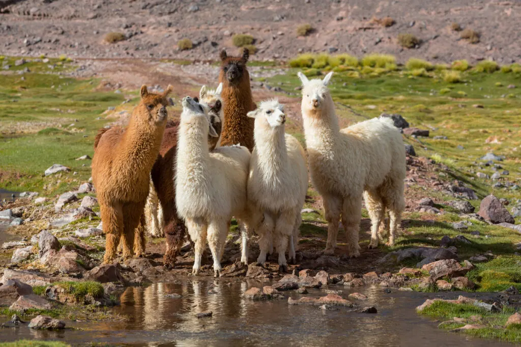 herd of llama standing beside the riverbank