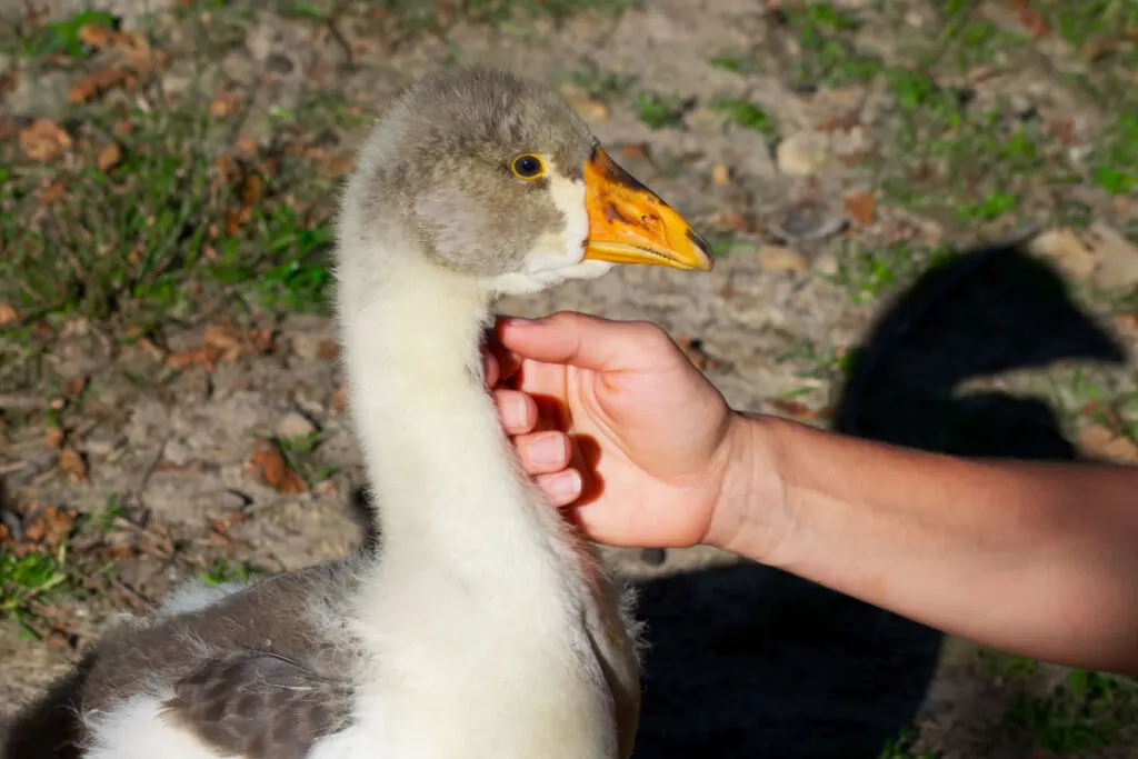 petting a young goose on the neck under a sunny weather