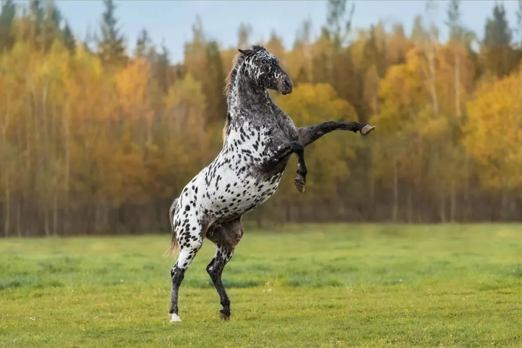 white with spots of black appaloosa horse 