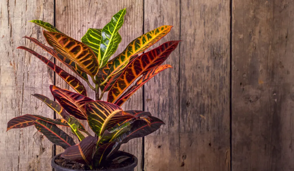 A Croton Petra plant in a pot against a wooden background