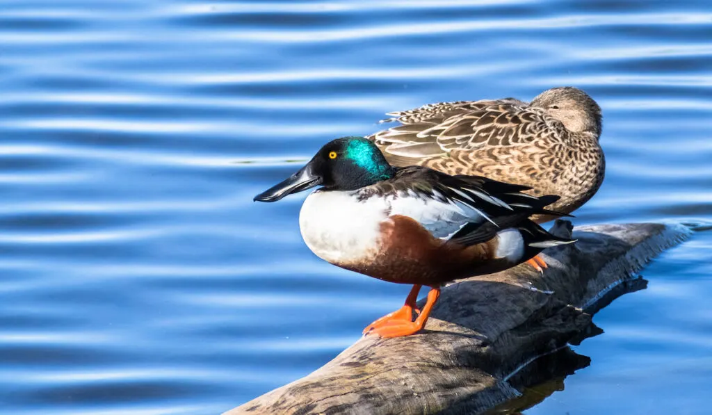 A pair of Northern Shovelers ducks resting on a log in the middle of a pond