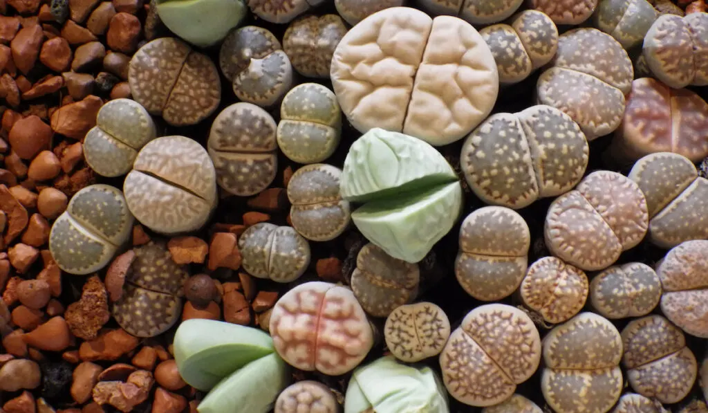 A top view of colorful and unique lithops also known as living stone plants