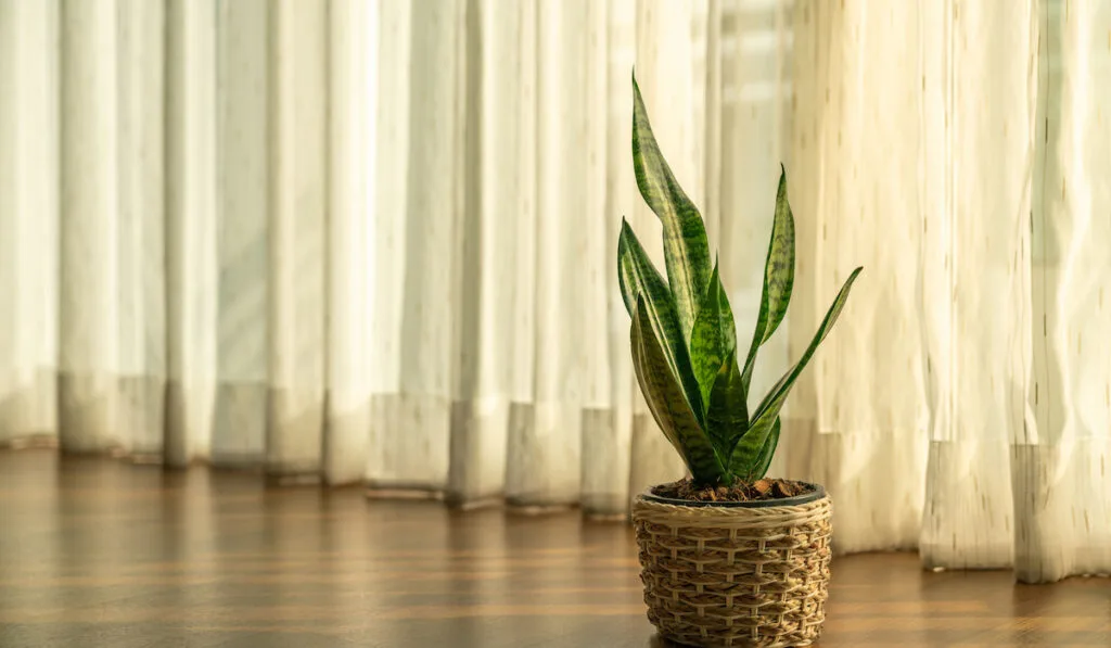 Air purifying plant, Dracaena trifasciata, snake plant over curtain background in warm tone