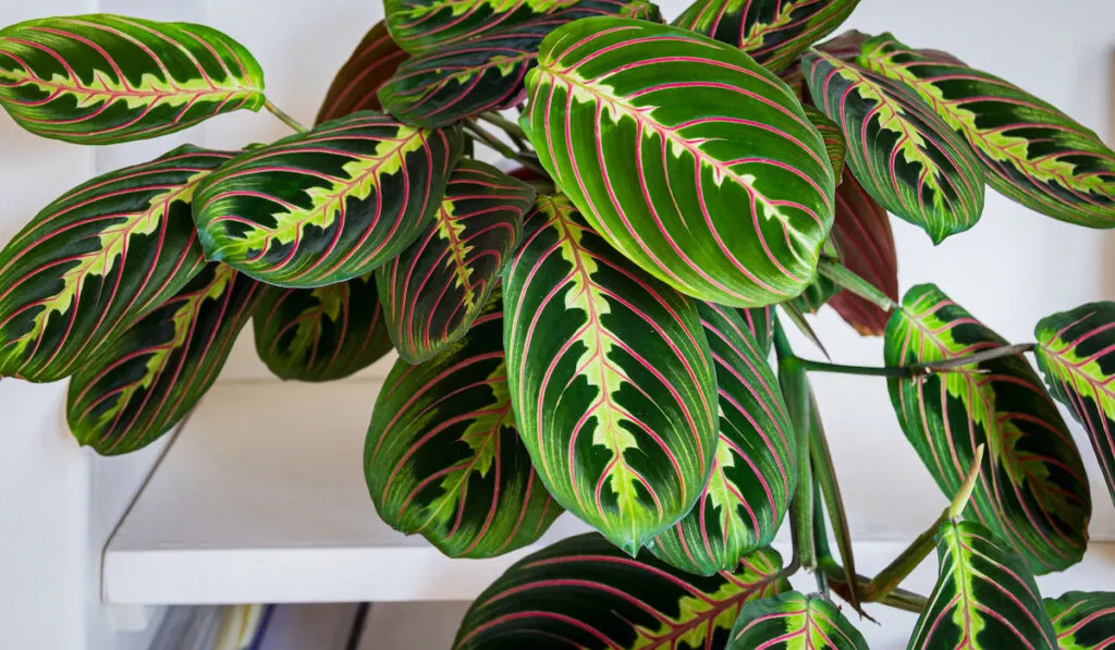 Beautiful prayer plant maranta leuconeura fascinator tricolor on a shelf in a modern apartment
