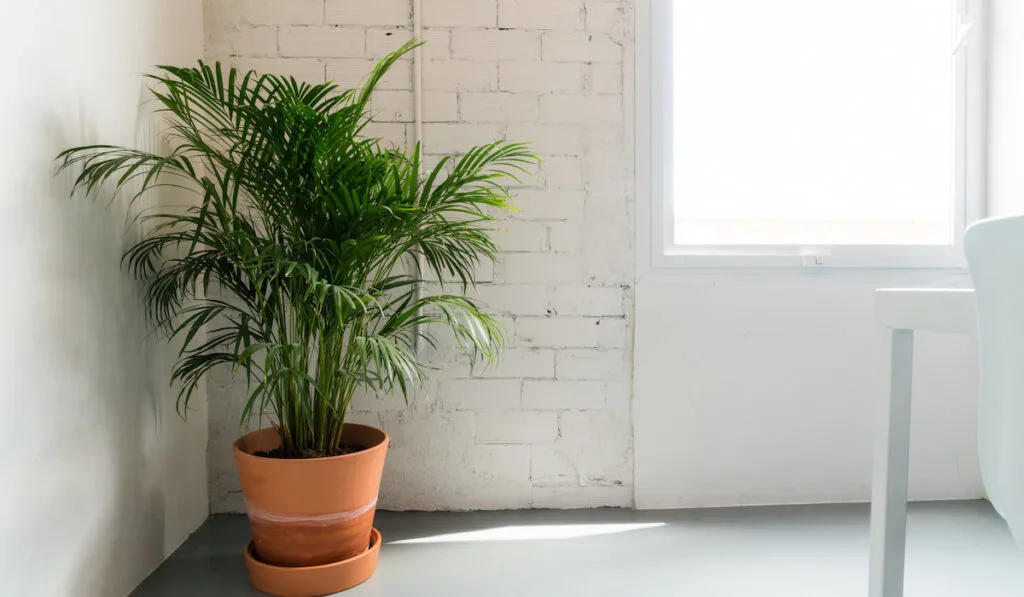 Big green plant against a white wall near a window 