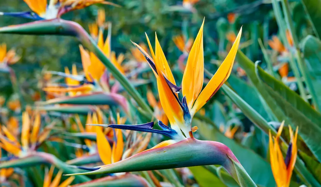 Bird of Paradise plant in the garden