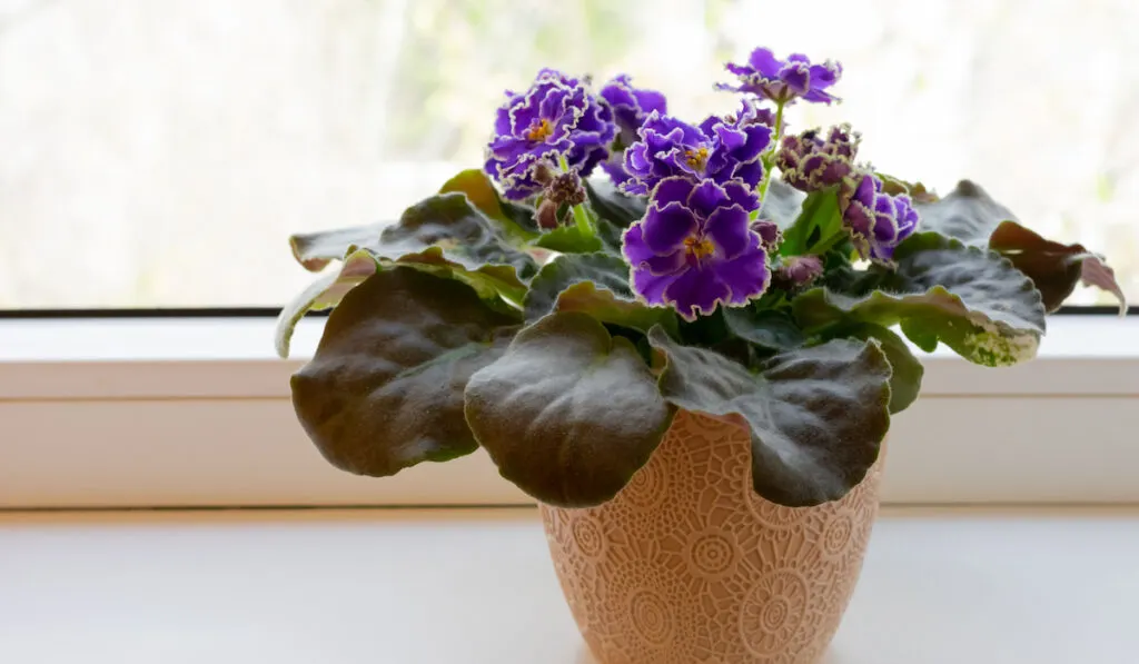 Blooming purple African violet flower on windowsill