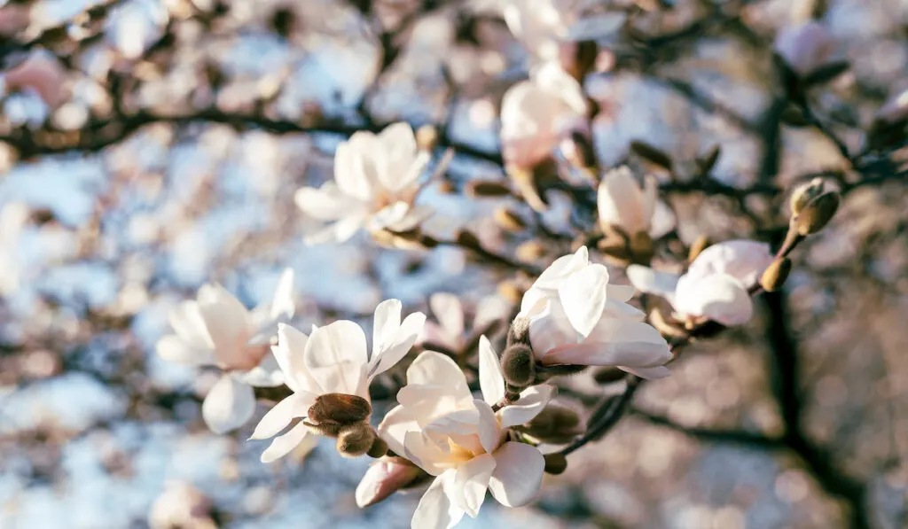 Blossoming Magnolia Tree flowers