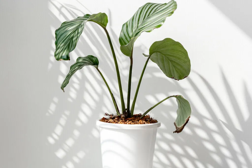 Calathea Orbifolia in white pot on white wall