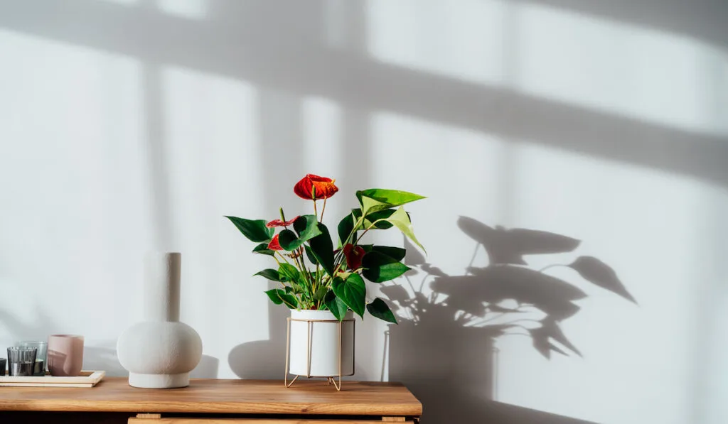 Candles, ceramic vase and House plant red Anthurium in a pot on a wooden console under sunlight
