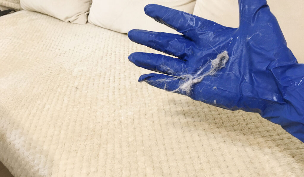 Cat hair on rubber gloves while cleaning sofa