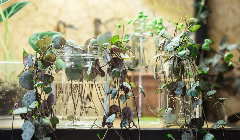 Ceropegia Woodii houseplant Propagation in water. String of Hearts plant stem cuttings in glass jar on the shelf